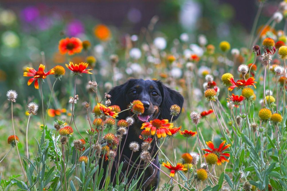 Photograph by Александр Лобынцев