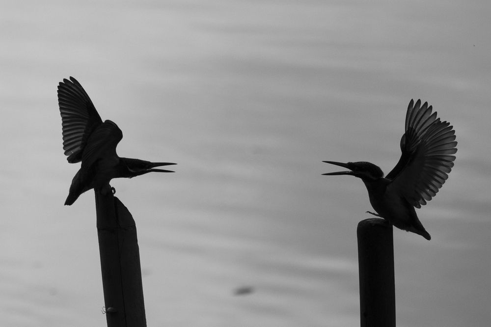 Photograph by CALVIN Wijesuriya