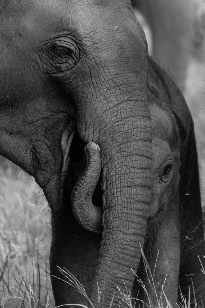 Photograph by CALVIN Wijesuriya