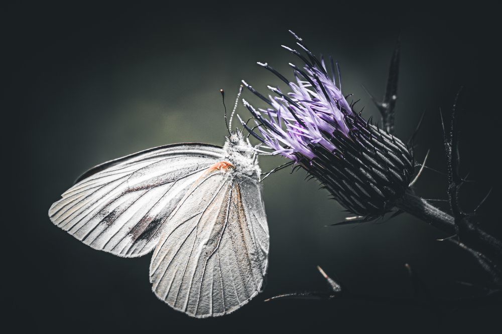 Photograph by ryuichi