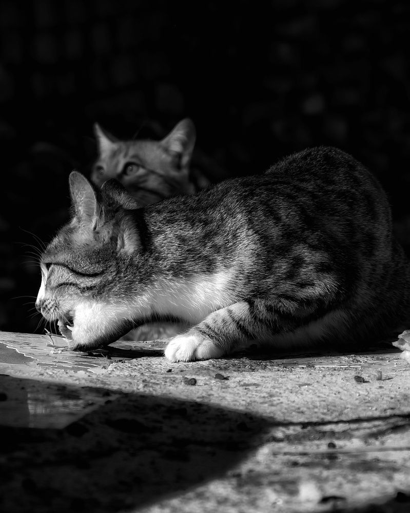 Фотография автора Naser Rezeian