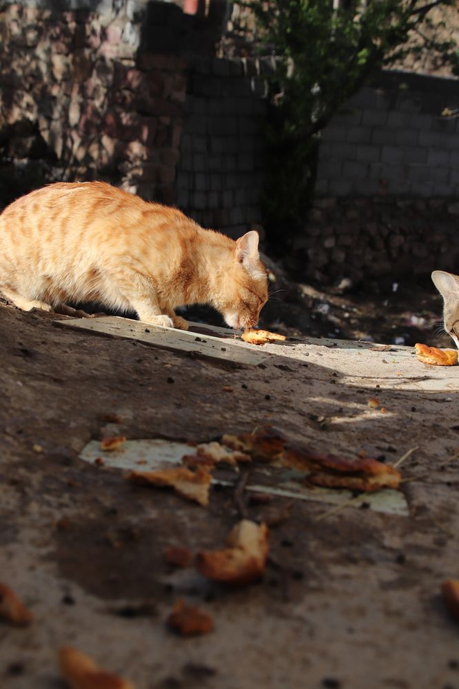 Фотография автора Naser Rezeian