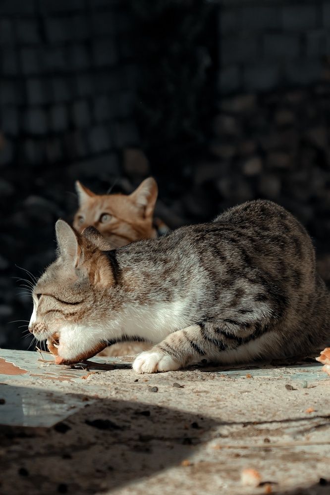 Фотография автора Naser Rezeian