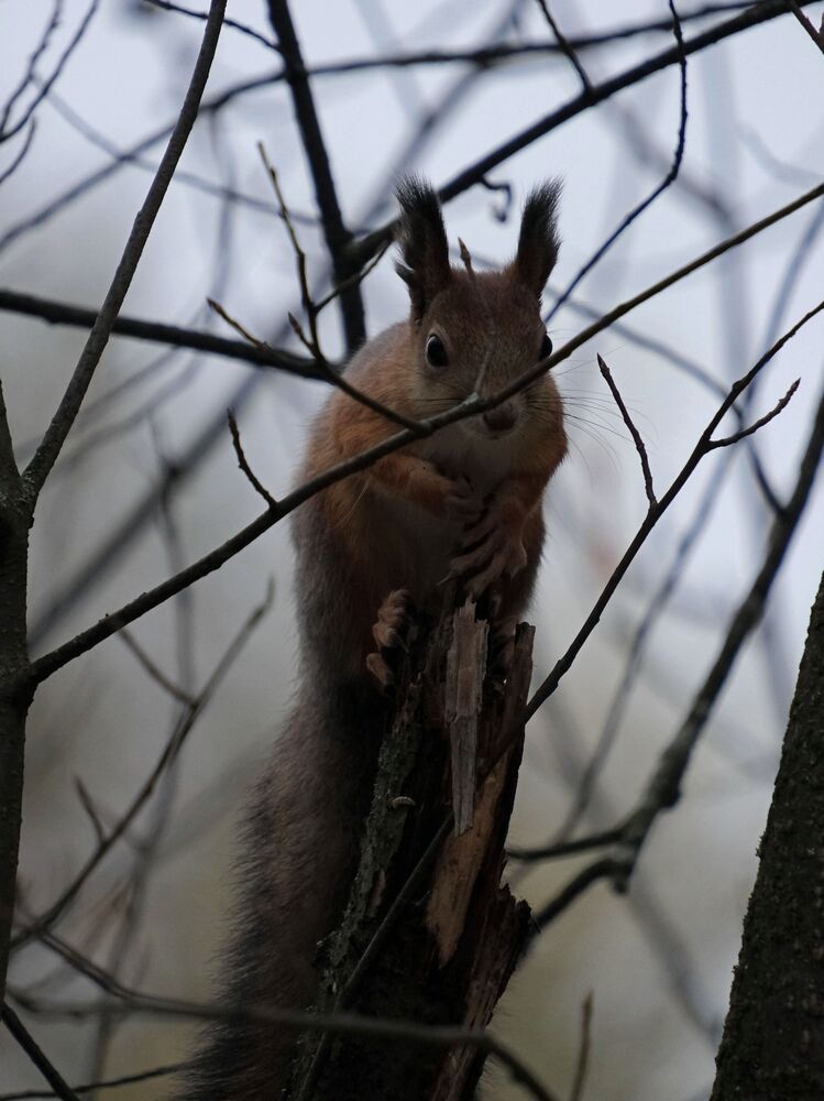 Photograph by Светлана Ощепкова