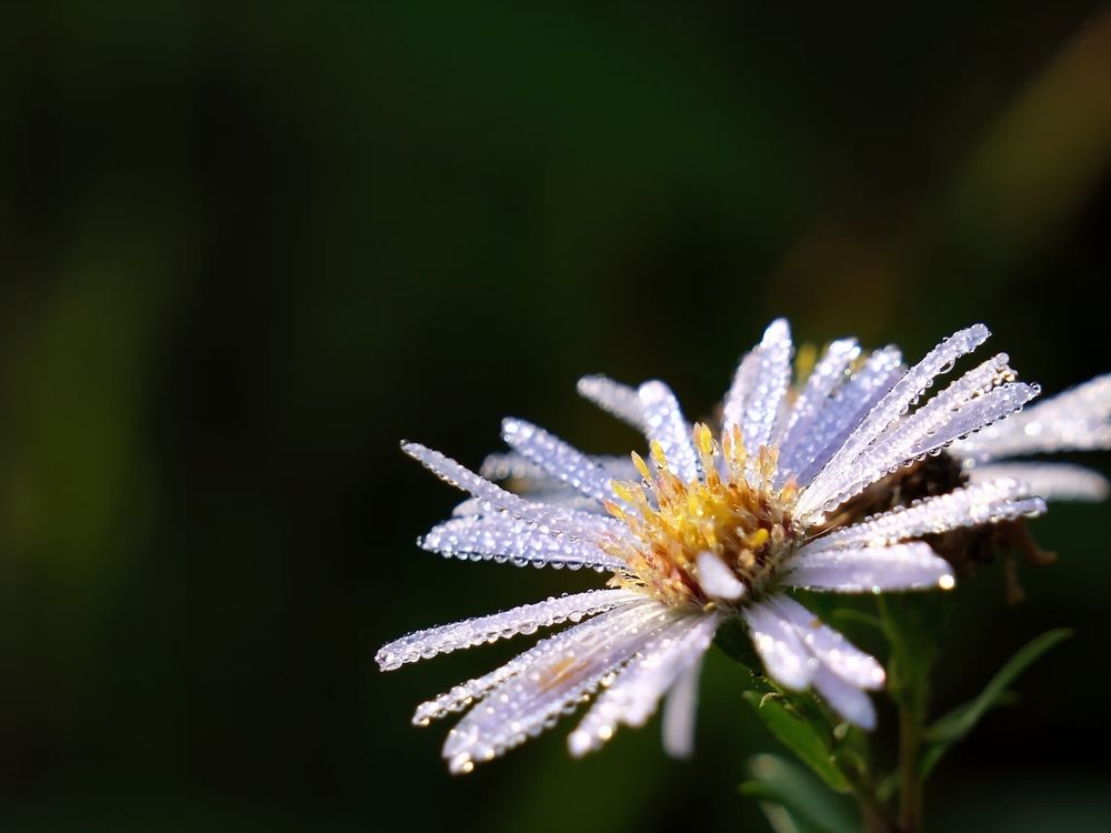 Photograph by Светлана Ощепкова