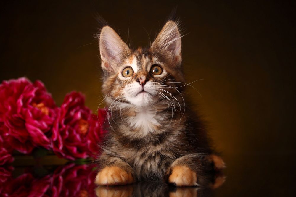 Photograph by Стрижаченко Инга