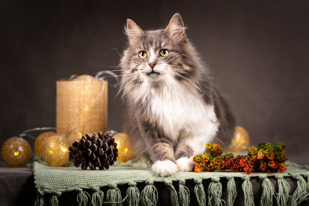 Photograph by Ольга Пачина