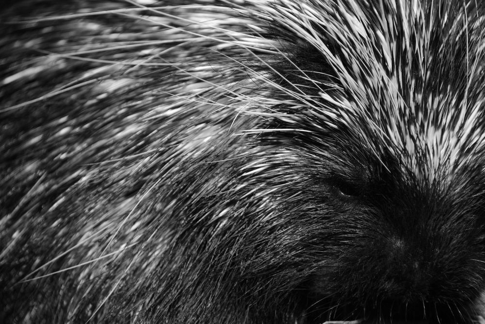 Фотография автора YURY RAMITSAN