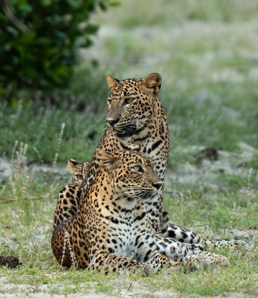 Photograph by Rushan Perera