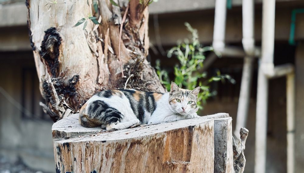 Photograph by Moamen Khaled