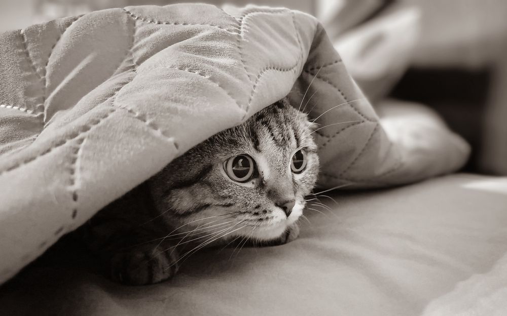 Photograph by Ксения Моськина