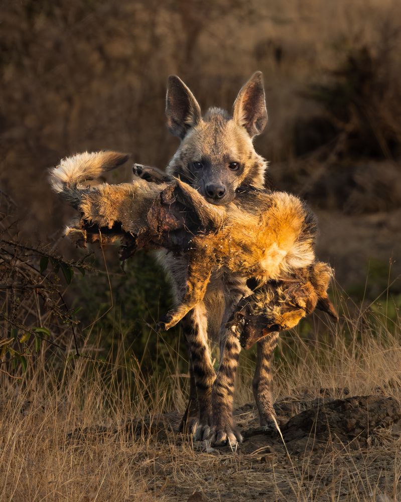 Indian Striped Hyena - With Golden  Jackal Kill