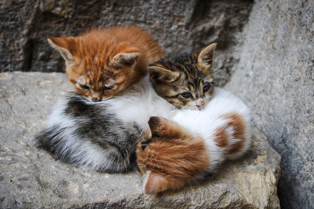 Фотография автора Youssef Ahmed