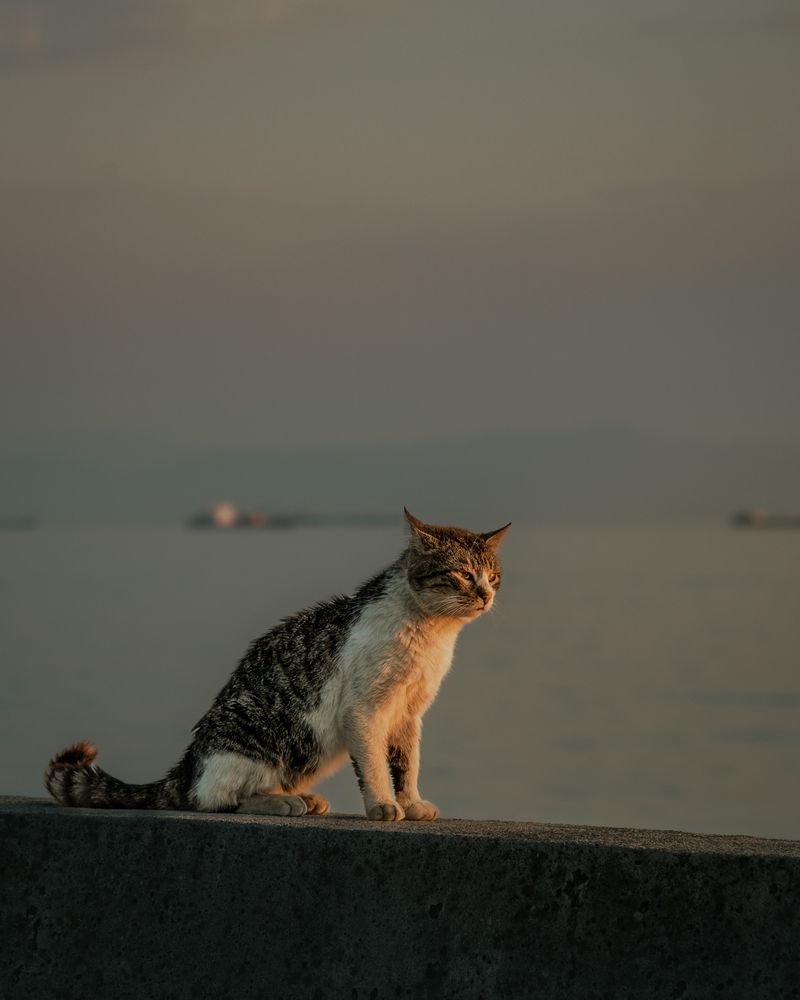 Photograph by Jamal Uddin