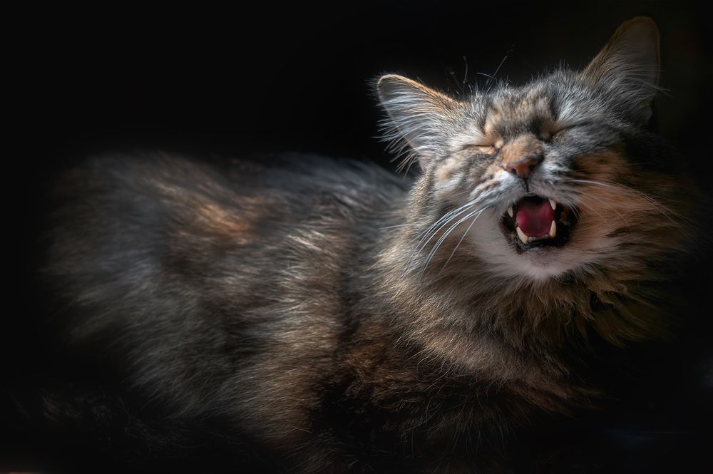 Не искусай меня без нУжды