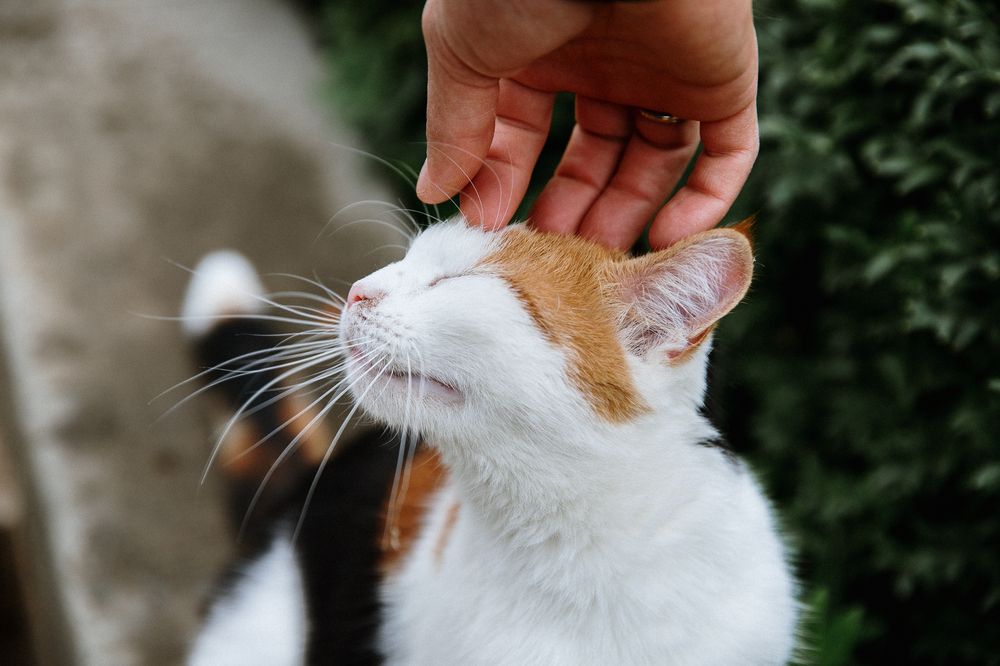 Photograph by Мария Раздорова