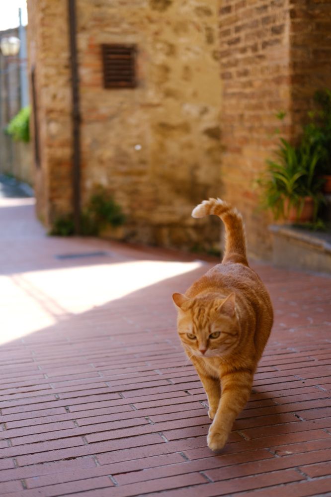 Photograph by Francesco Pronestì