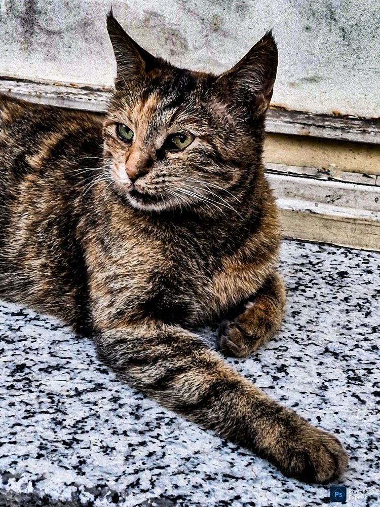 Фотография автора AMIR SADAT