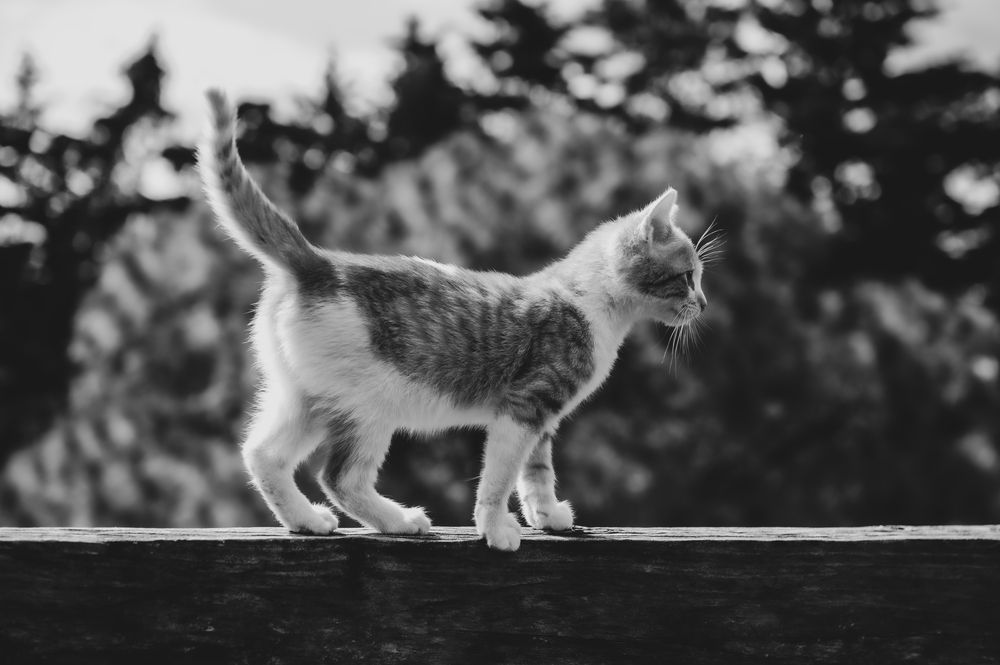 Photograph by Sarti Camilo