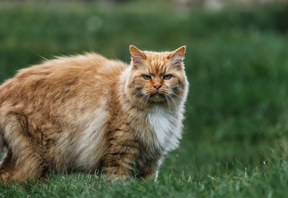 Photograph by Anton Gavrilov