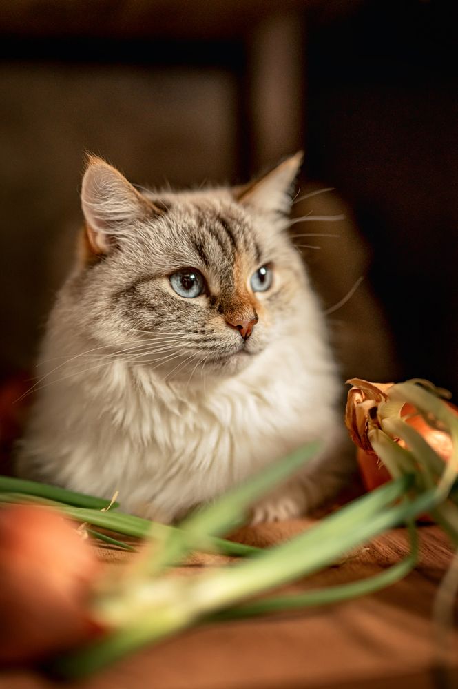 Photograph by Екатерина Каминская