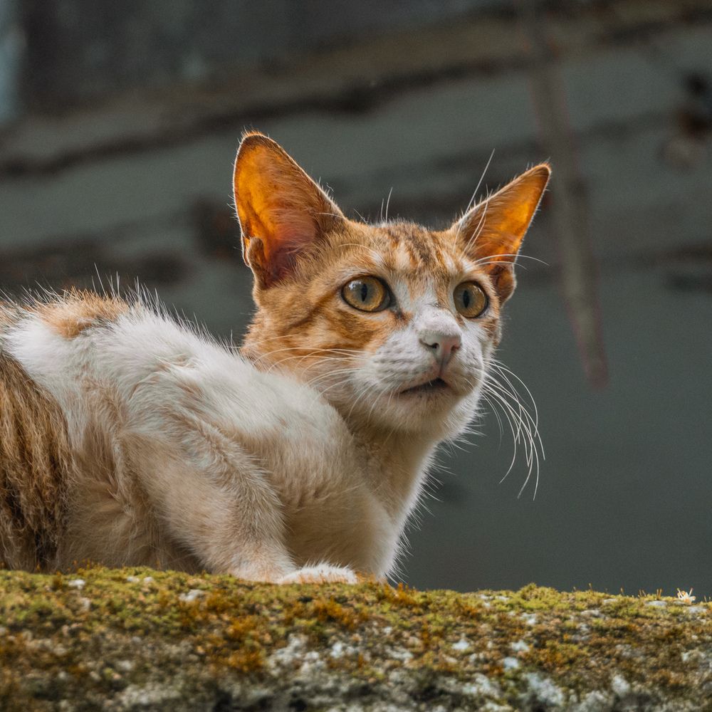 Фотография автора Kushal Lad