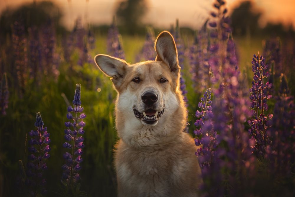Photograph by Елена Самусенкова