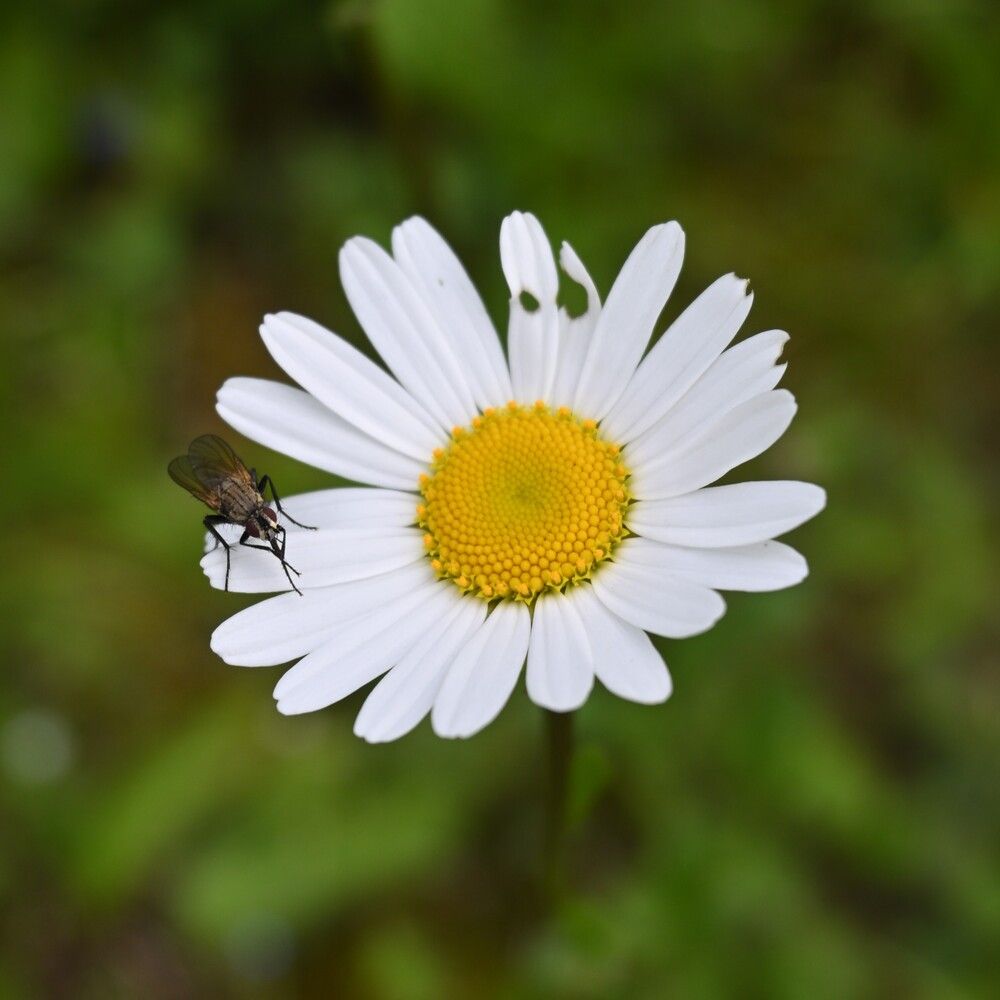 Photograph by MariaVittoria Amoruso