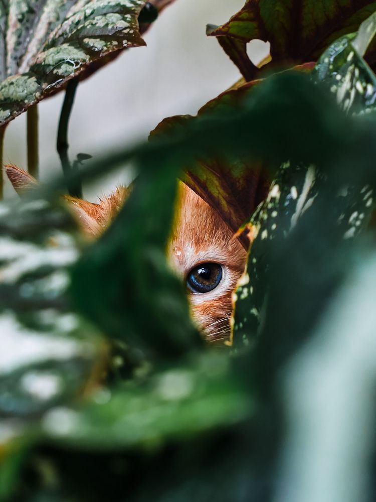 The Watchful Whisper