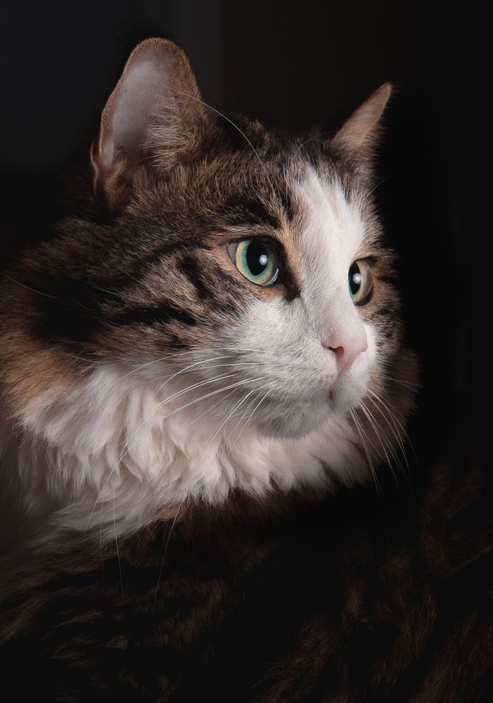 Photograph by Mostafa Moradi