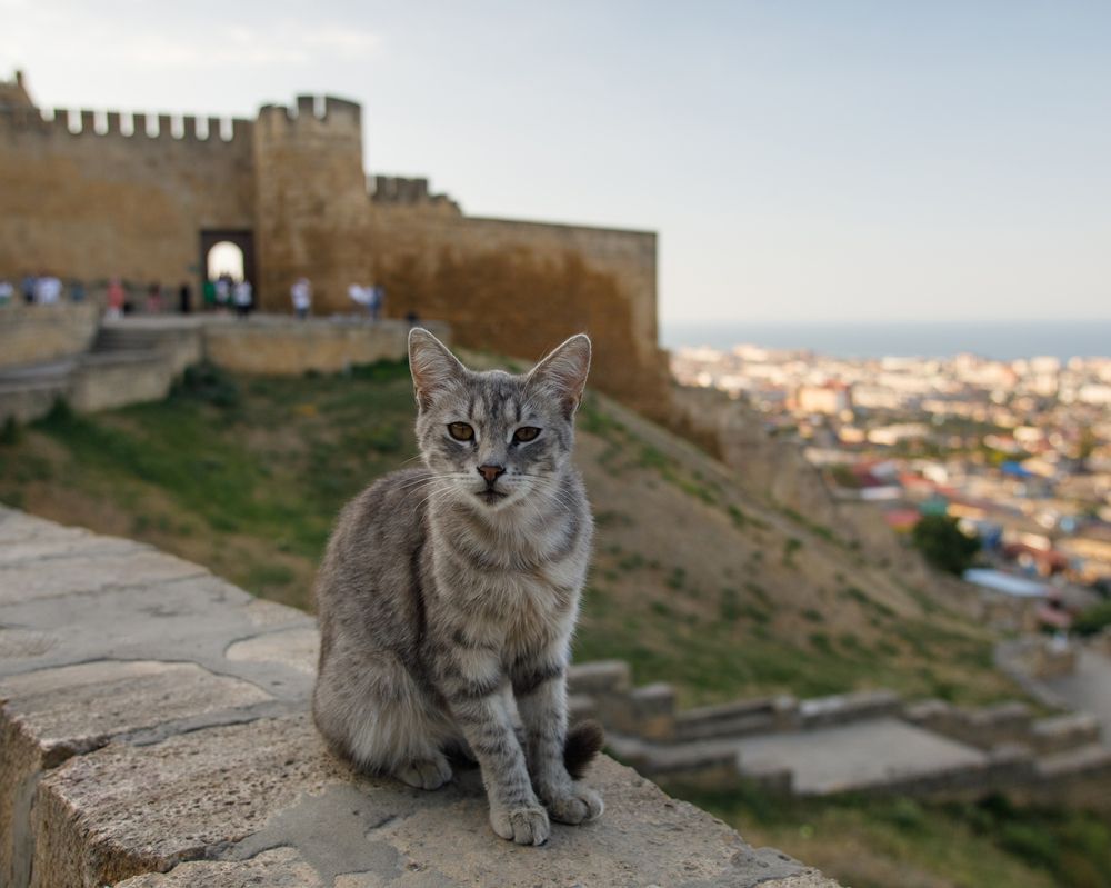 Photograph by Михаил Тоцкий