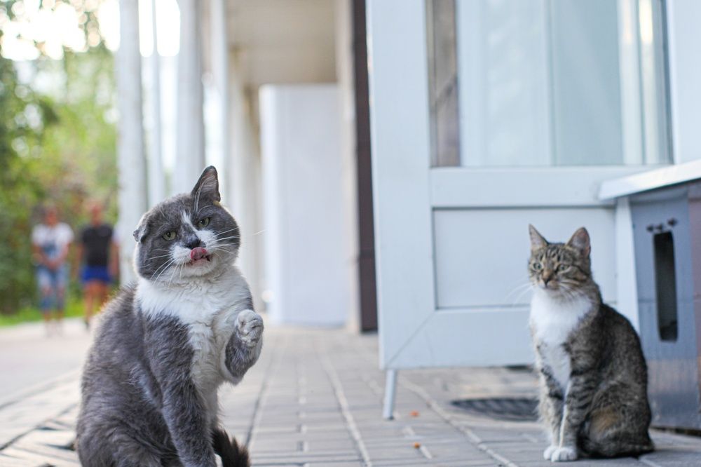 Photograph by Александр Лобынцев