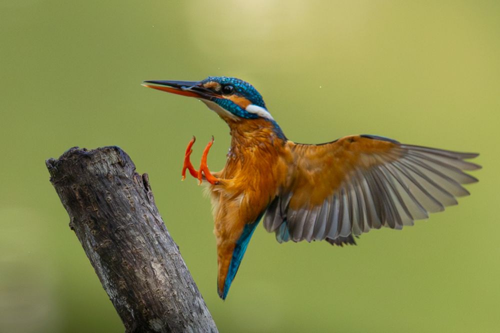 Photograph by CALVIN Wijesuriya
