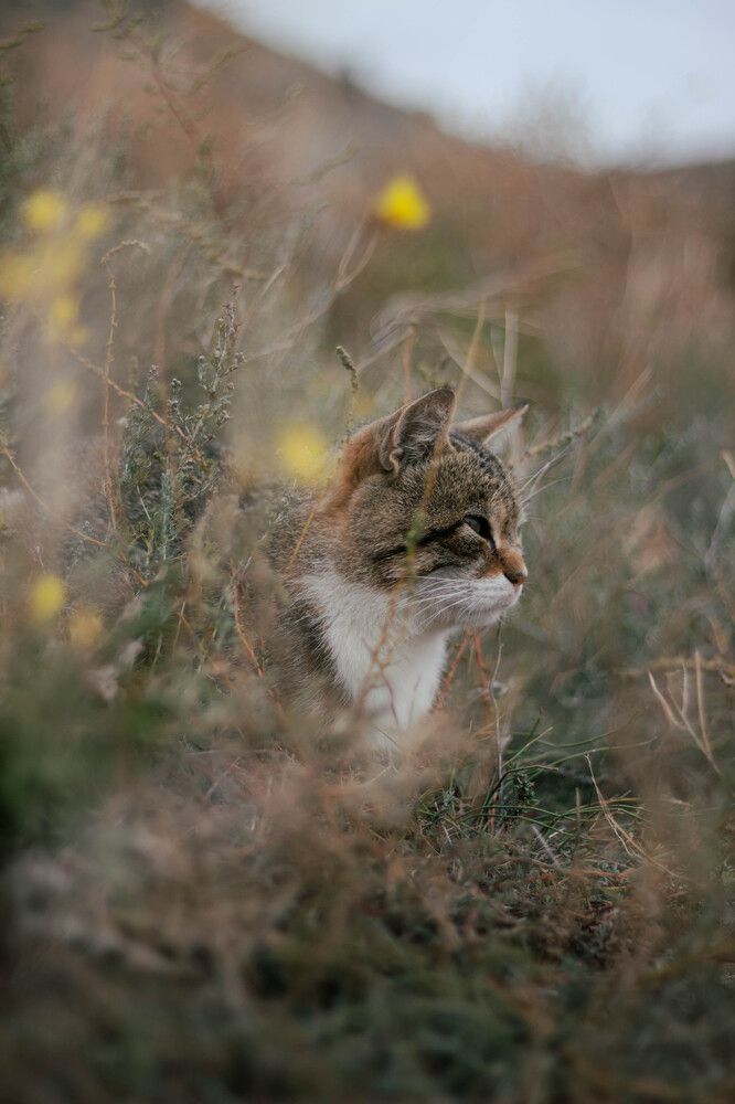 Photograph by Артём Гуцалюк