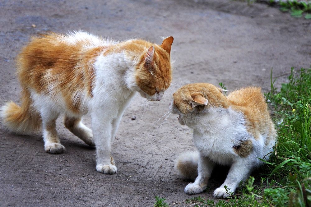 Photograph by Игорь Овсиенко