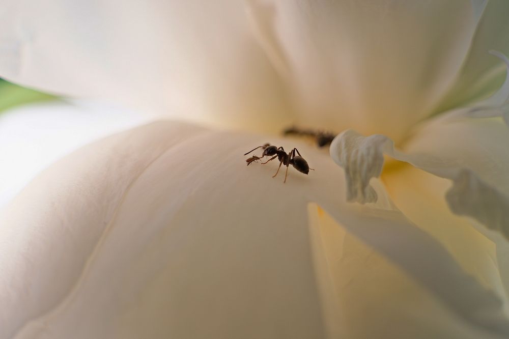 Photograph by Михаил Косолапов