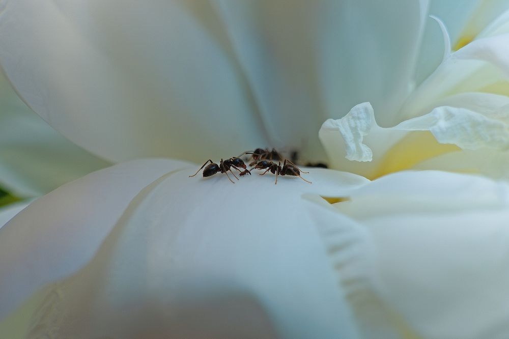 Photograph by Михаил Косолапов