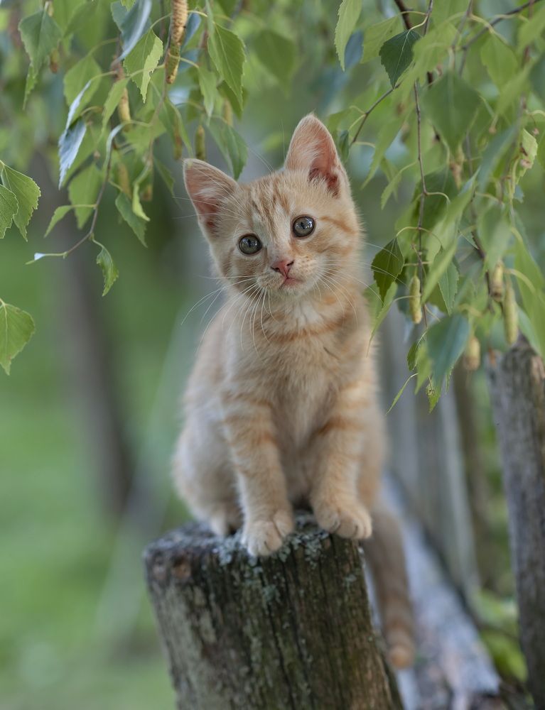 Photograph by Александр Гвоздь