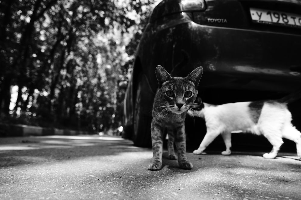 Photograph by Андрей Шелуков