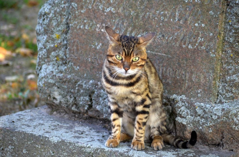 Фотография автора Дмитрий Лазаренко