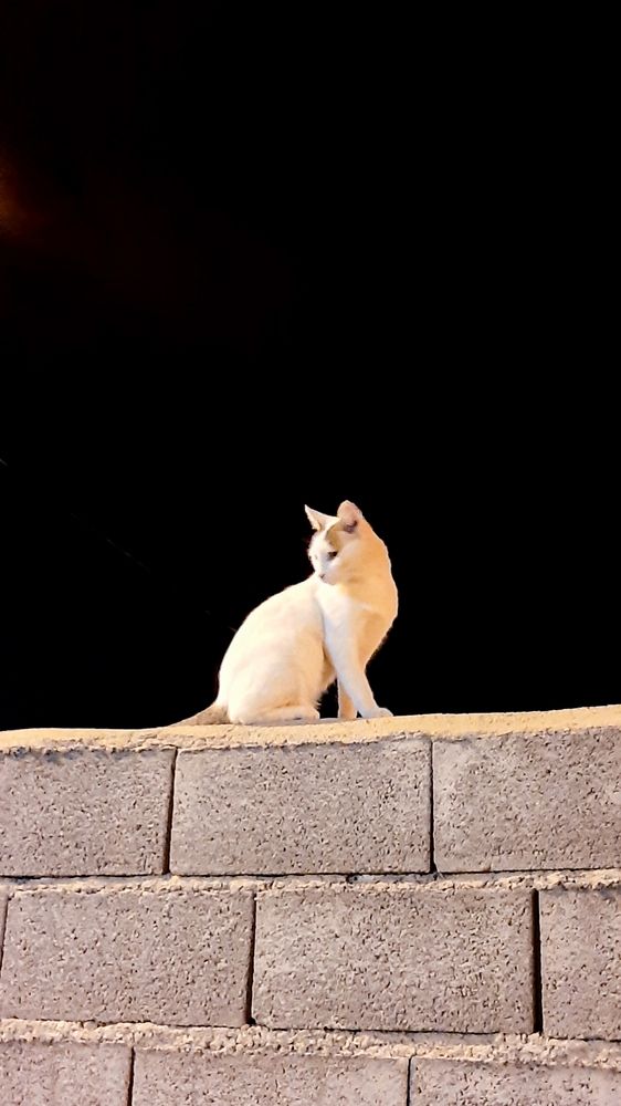 The Silent Watcher of the Night