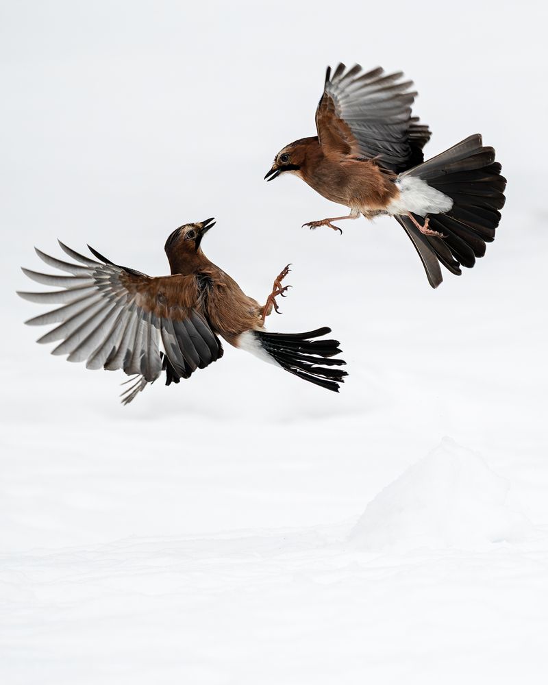 Photograph by Tarkolev Mladen