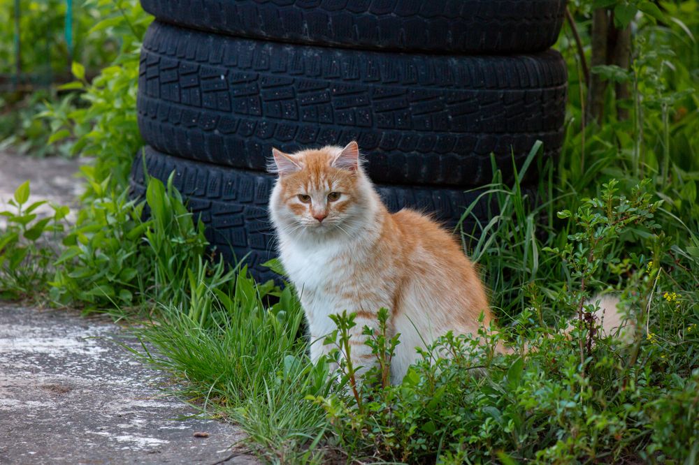 Photograph by Диана Бородзе