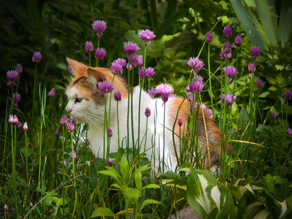 Photograph by Диана Бородзе