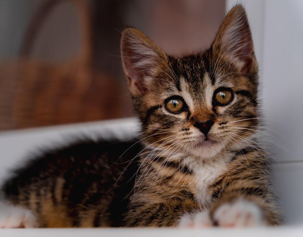 Фотография автора Дмитрий Себрин