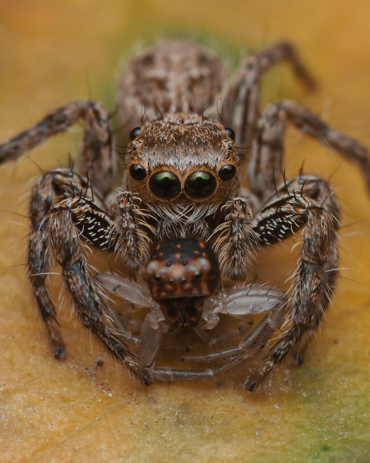 Jumping Spider
