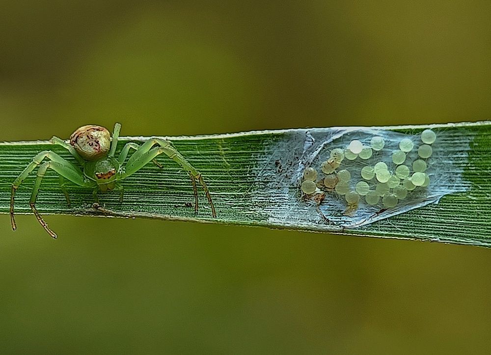 Misumenops Spider The responsible mother