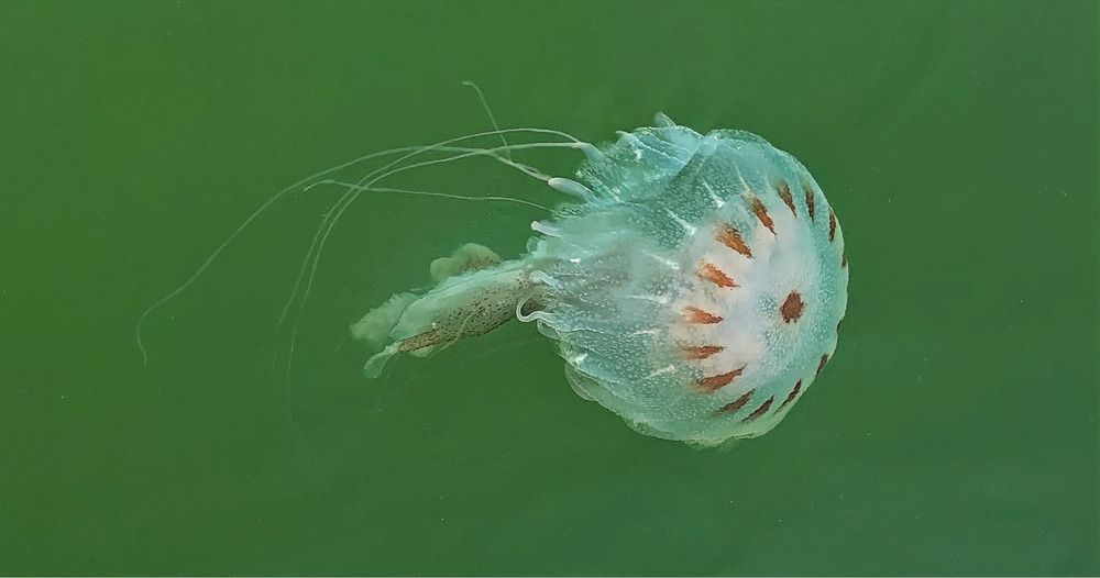 Grace Unseen: An Atlantic Sea Nettle’s Journey