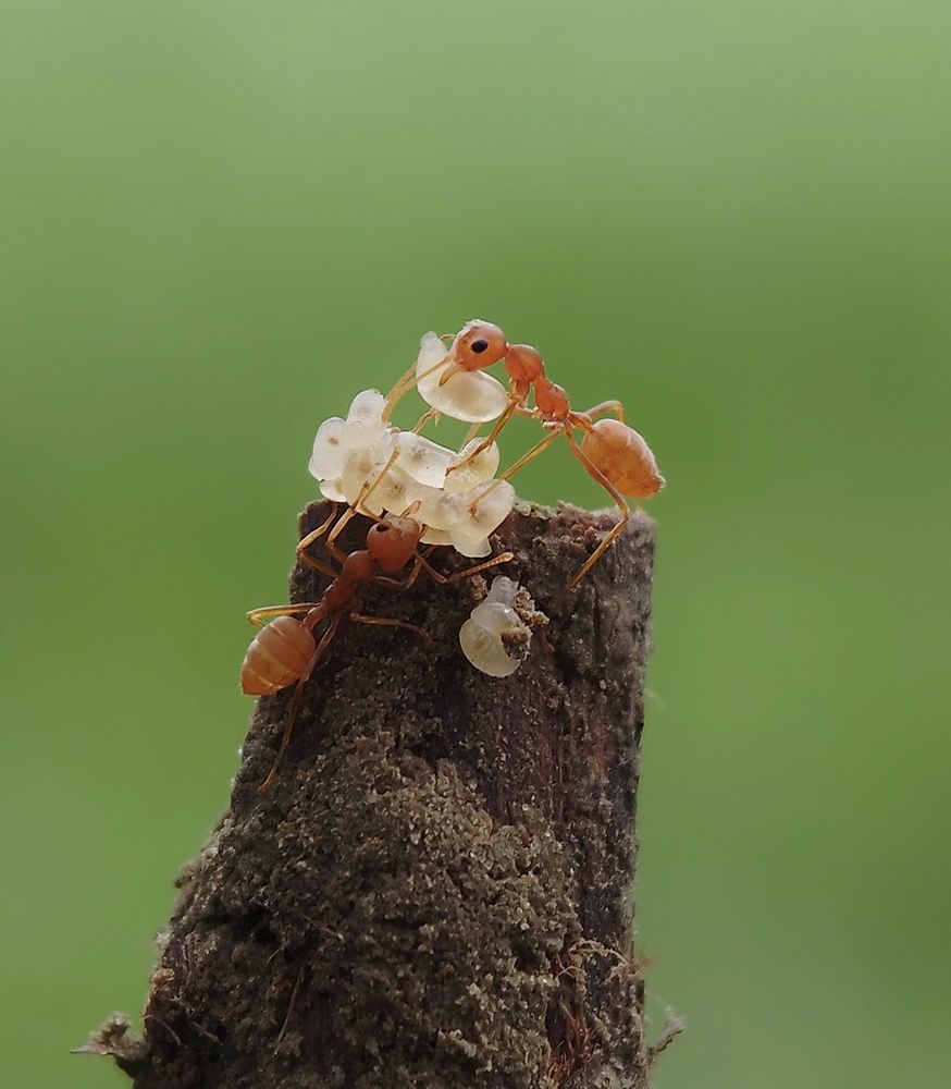 Weaver Ant Worker Pair With Larvae