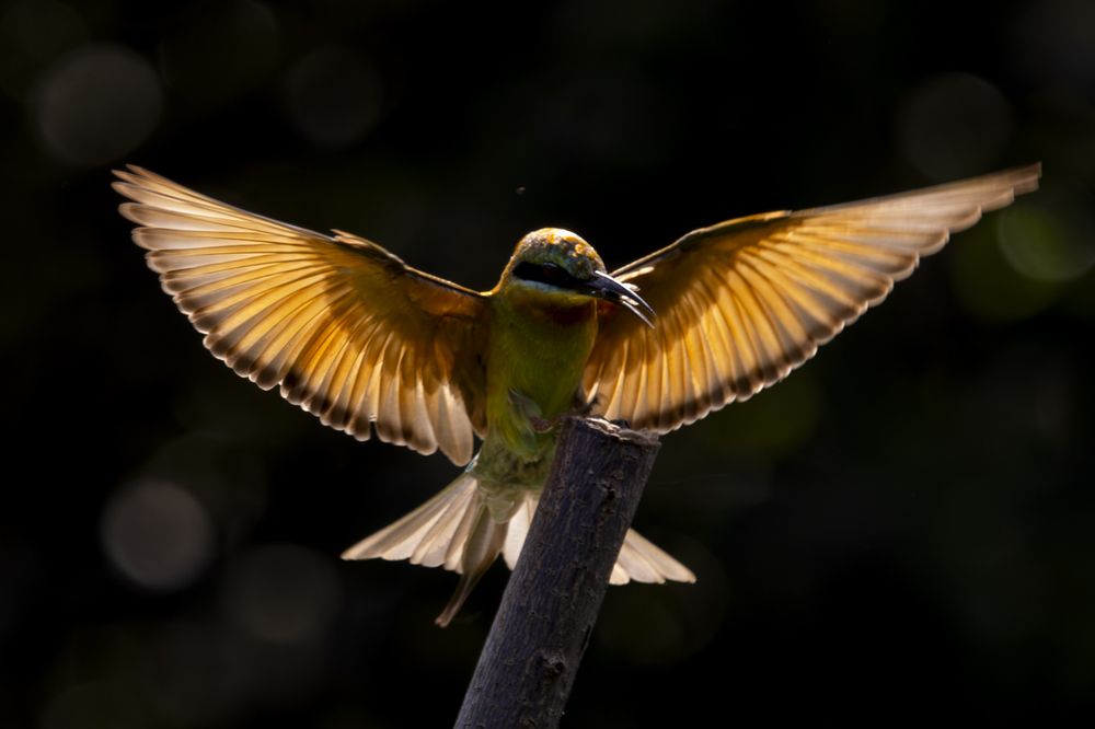 Photograph by CALVIN Wijesuriya